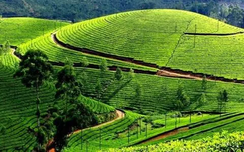 THUÊ XE MÁY ĐÀ LẠT KHÁM PHÁ VÙNG NGOẠI Ô PHỐ NÚI