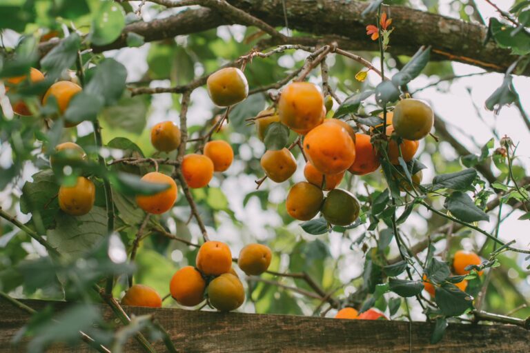 Đà Lạt vào mùa hồng tháng 9: Thời điểm lý tưởng để vi vu phố núi