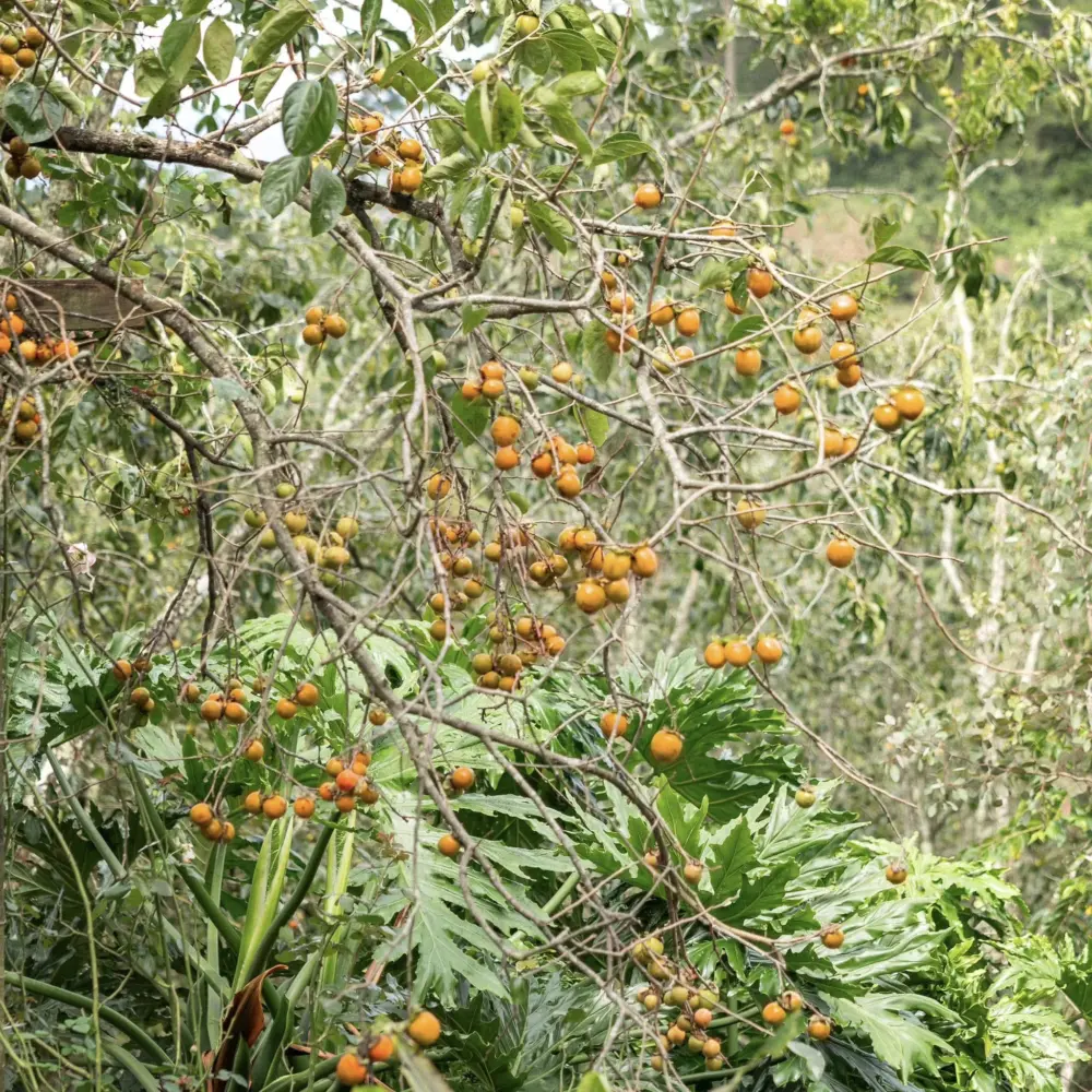 da lat vao mua hong thang 9 thoi diem ly tuong de vi vu pho nui 4