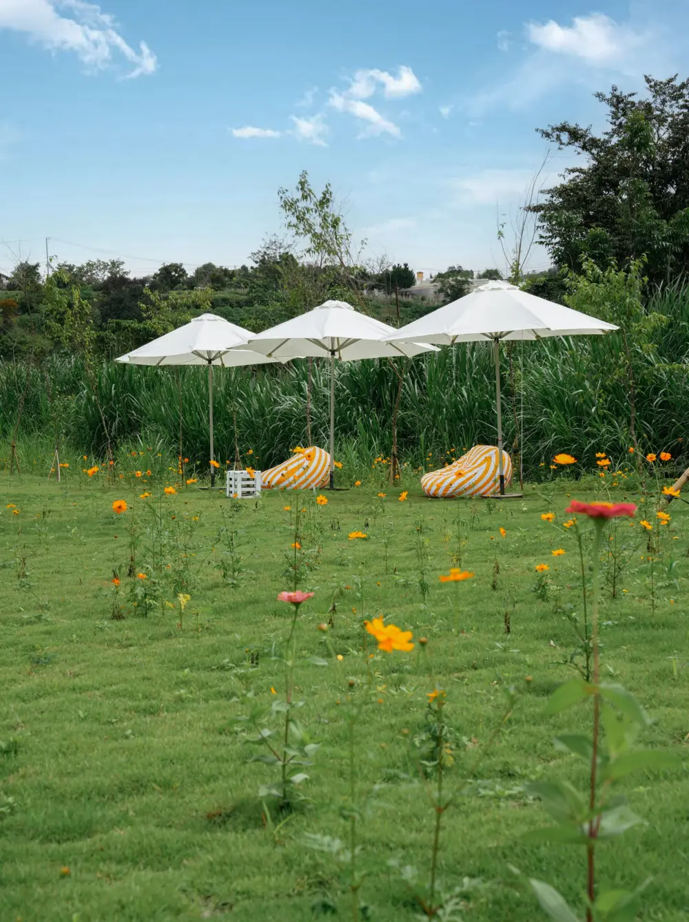 Thung Mơ Garden – Một chốn mộng mơ mới toanh giữa Đà Lạt 6 thung mo garden mot chon mong mo moi toanh giua da lat 6