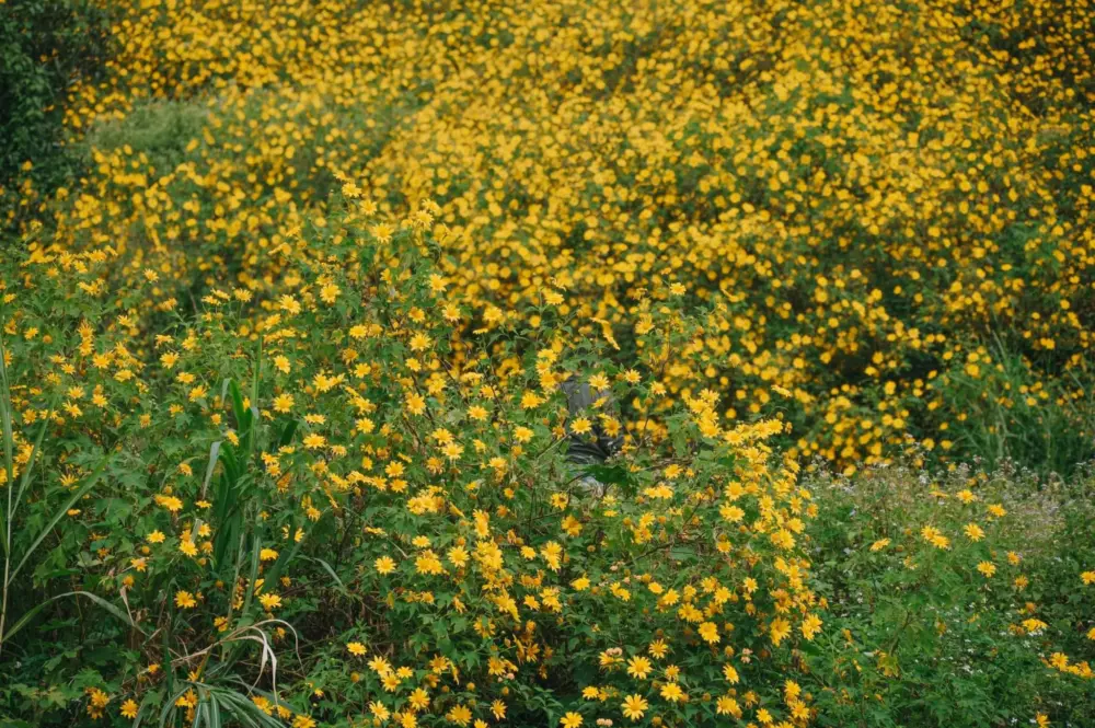 kham pha da lat nhung thang cuoi nam mua hong mua hoa va san may 2