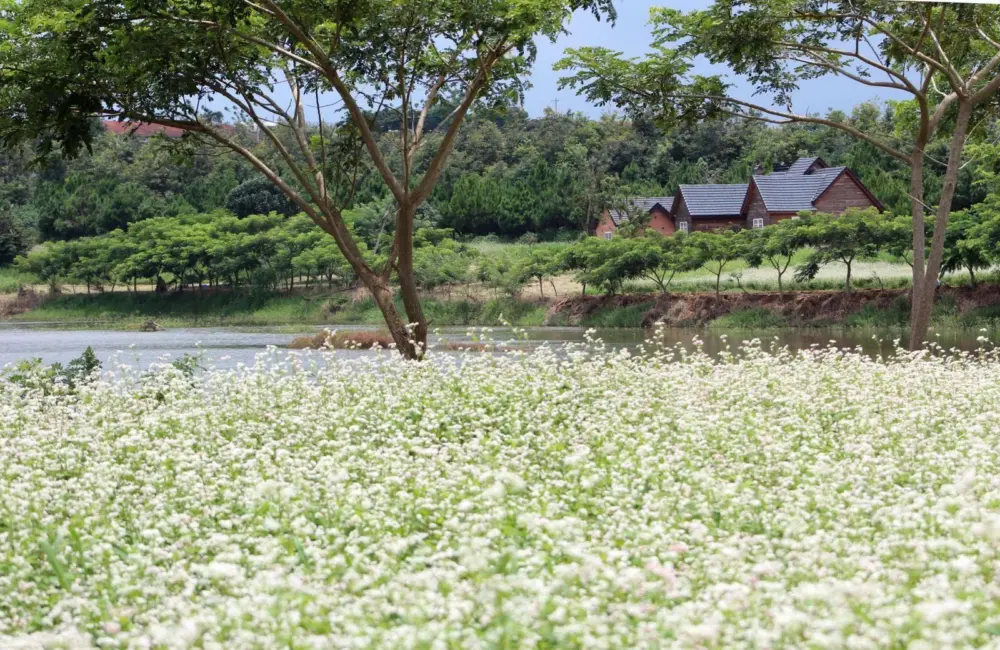 kham pha da lat nhung thang cuoi nam mua hong mua hoa va san may 6