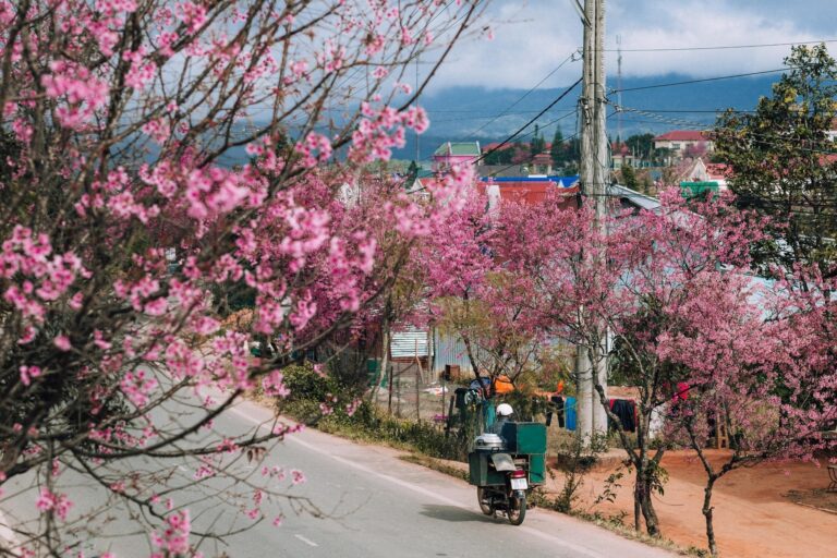 Hoa anh đào Đà Lạt nở tháng mấy? Kinh nghiệm ngắm hoa đúng mùa