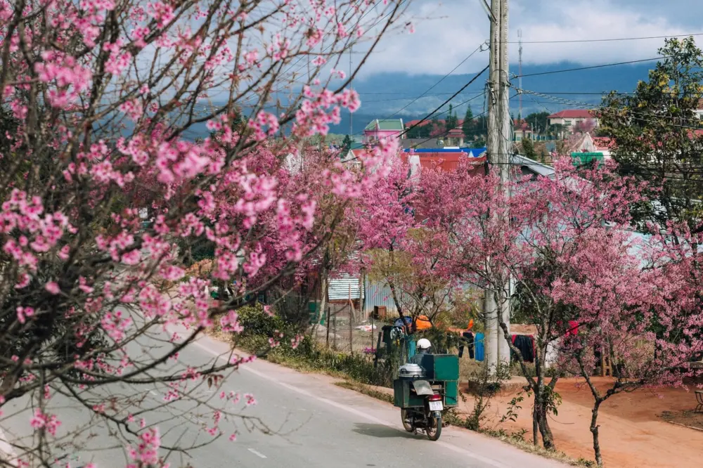 Hoa anh đào Đà Lạt nở tháng mấy? Kinh nghiệm ngắm hoa đúng mùa