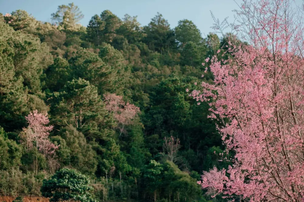 hoa anh dao da lat no thang may kinh nghiem ngam hoa dung mua 3