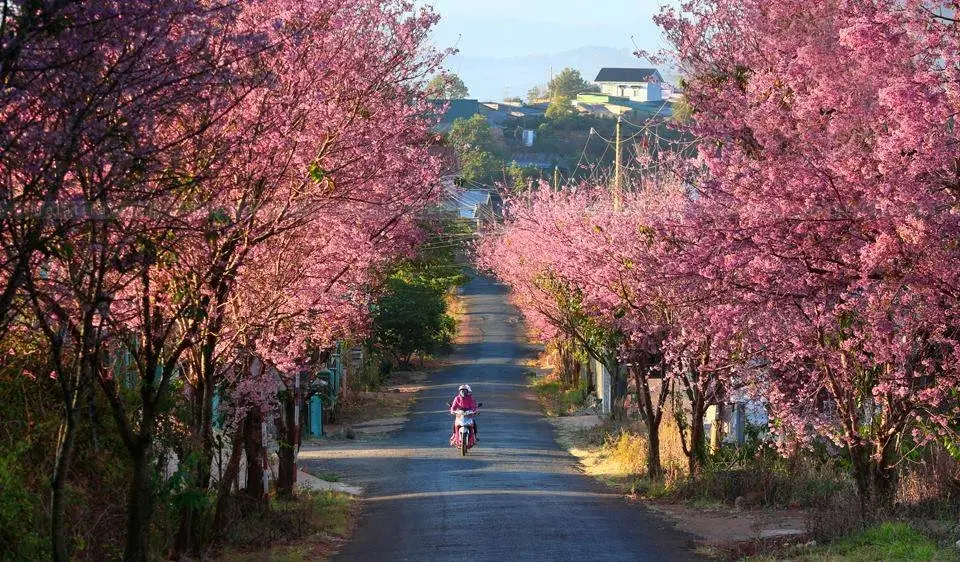 hoa anh dao da lat no thang may kinh nghiem ngam hoa dung mua 5