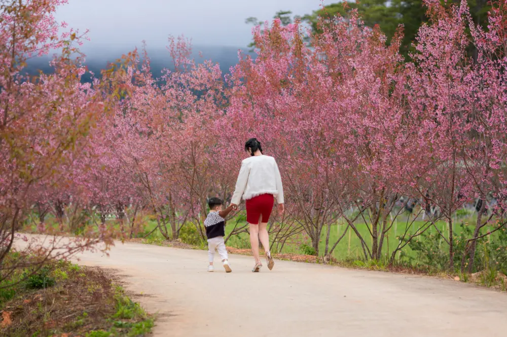 hoa anh dao da lat no thang may kinh nghiem ngam hoa dung mua 7