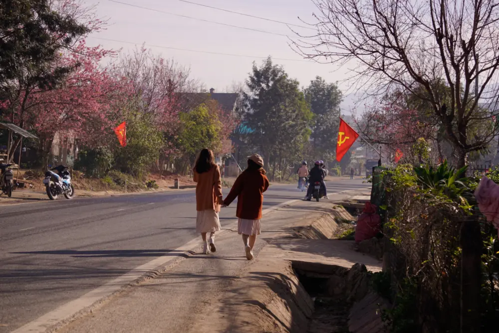 hoa anh dao da lat no thang may kinh nghiem ngam hoa dung mua 8