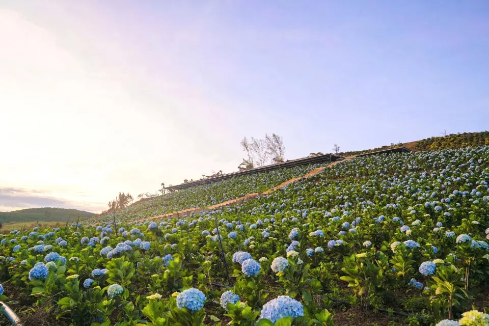 nhung quan ca phe ngam hoang hon cuc chill o da lat 4