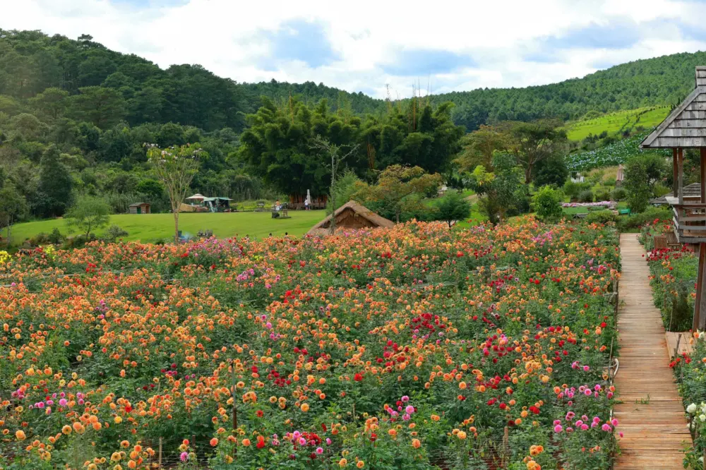 the florest hoa trong rung thien duong hoa giua dai ngan da lat 1