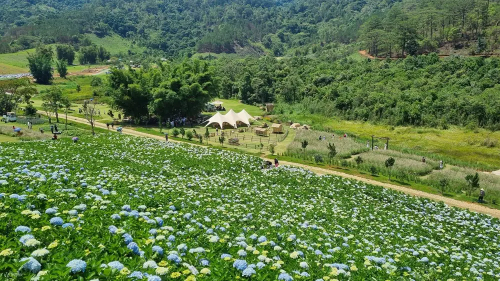 the florest hoa trong rung thien duong hoa giua dai ngan da lat 11