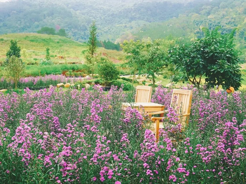 the florest hoa trong rung thien duong hoa giua dai ngan da lat 12