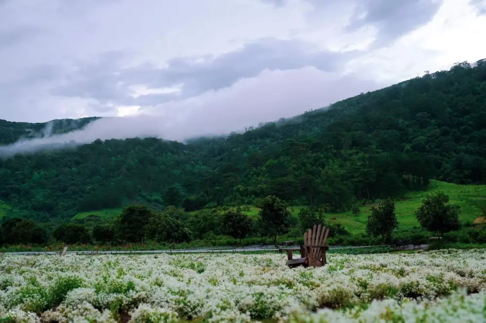 the florest hoa trong rung thien duong hoa giua dai ngan da lat 4