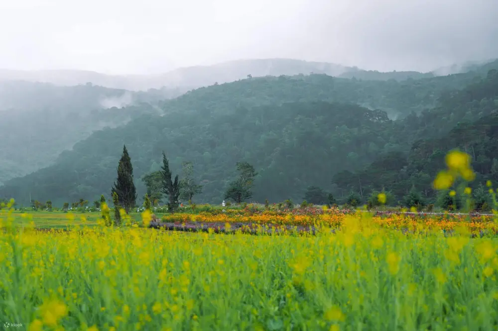 the florest hoa trong rung thien duong hoa giua dai ngan da lat 5