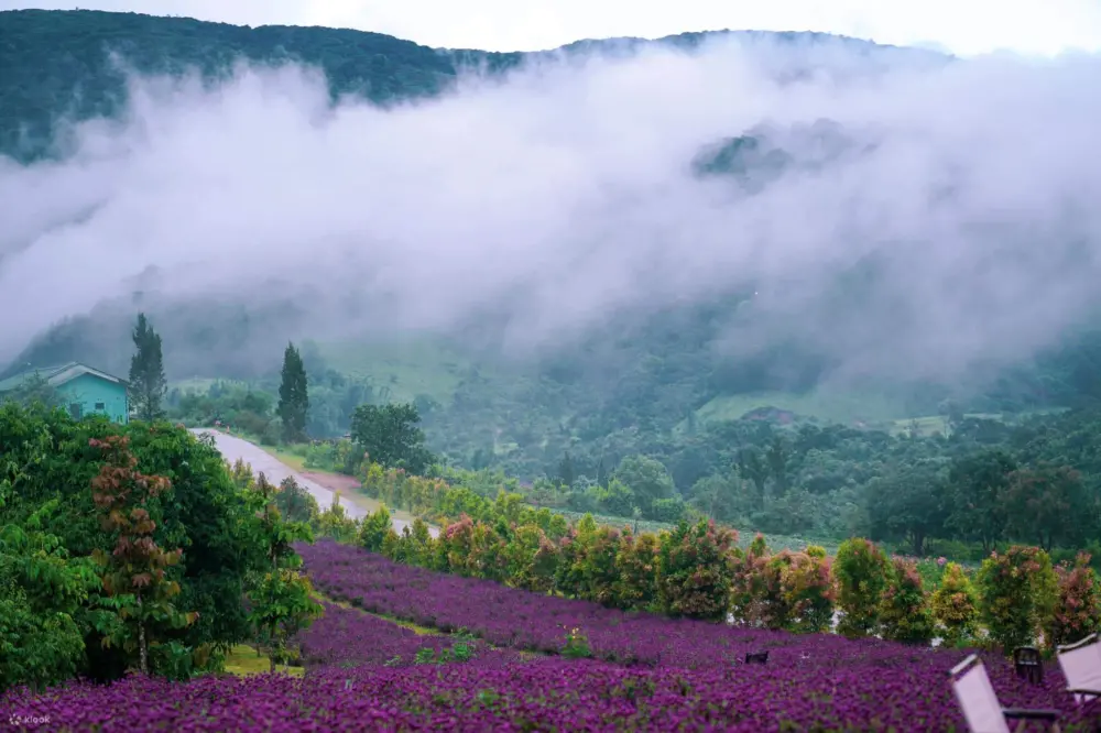 the florest hoa trong rung thien duong hoa giua dai ngan da lat 8