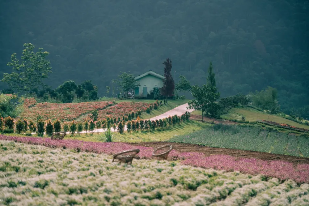 the florest hoa trong rung thien duong hoa giua dai ngan da lat 9