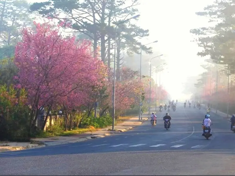 top 7 con duong hoa dep nhat da lat khien ban say me 1