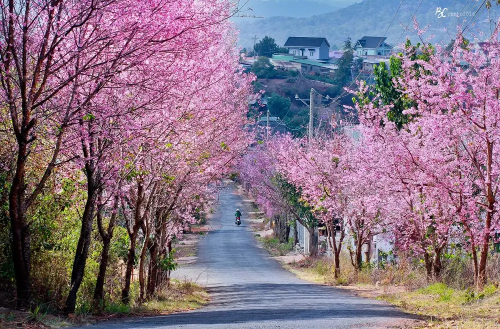 top 7 con duong hoa dep nhat da lat khien ban say me 2