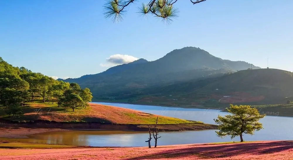 kinh nghiem san anh mua co hong da lat thang 11 1