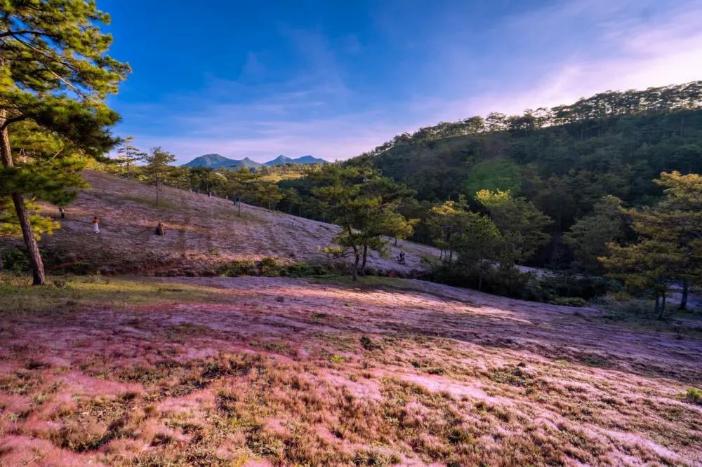 kinh nghiem san anh mua co hong da lat thang 11 5