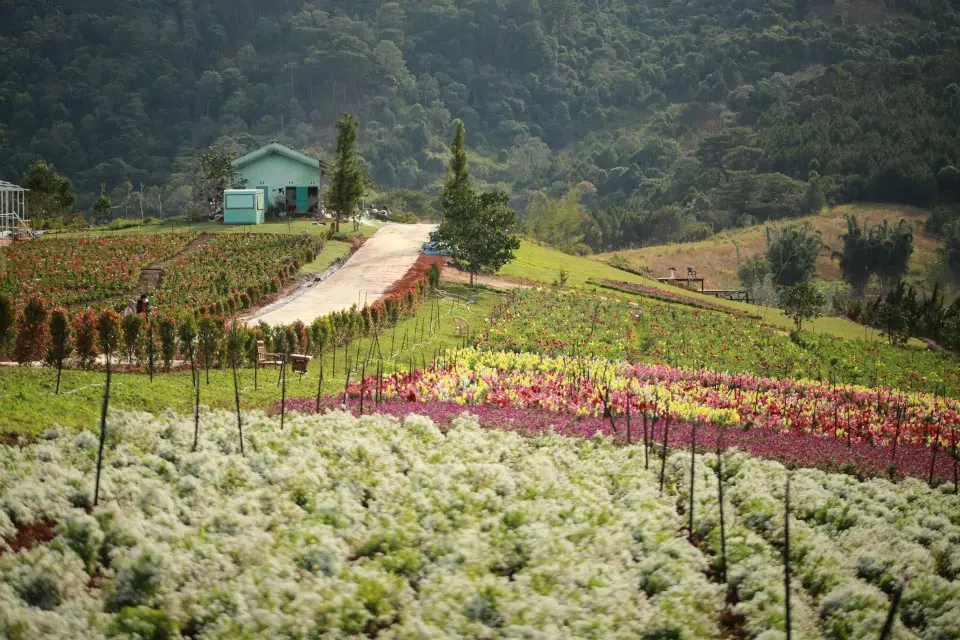 top 5 quan ca phe view vuon hoa dep nhat da lat check in la me 2