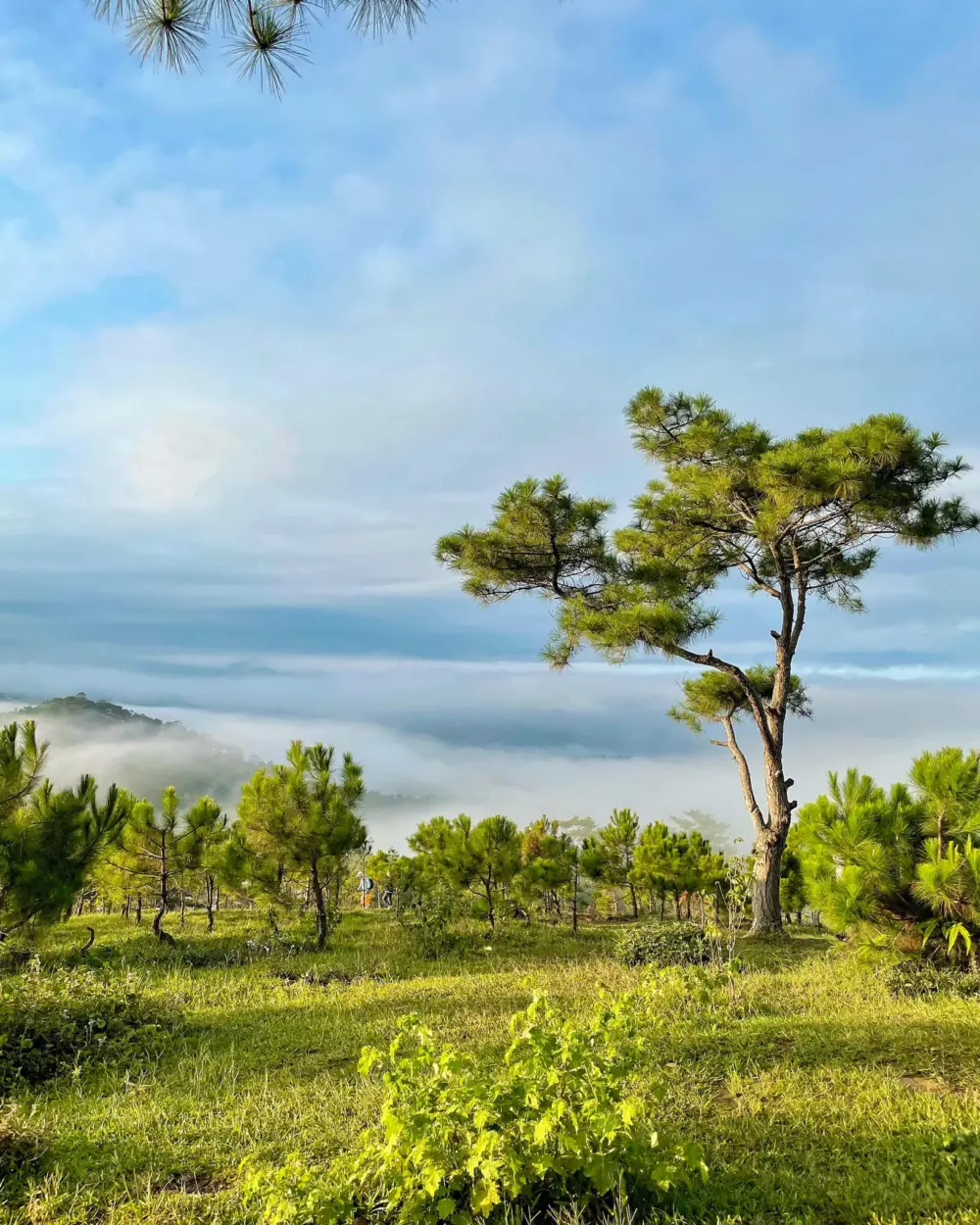 Tổng hợp những ngọn đồi check-in siêu đẹp tại Đà Lạt 5 tong hop nhung ngon doi check in sieu dep tai da lat 3