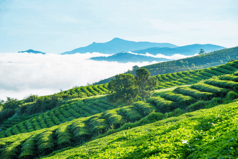Một ngày phượt ngoại ô Đà Lạt: Trại Mát – Cầu Đất – Đồi chè – Quán cà phê Tổ Chim