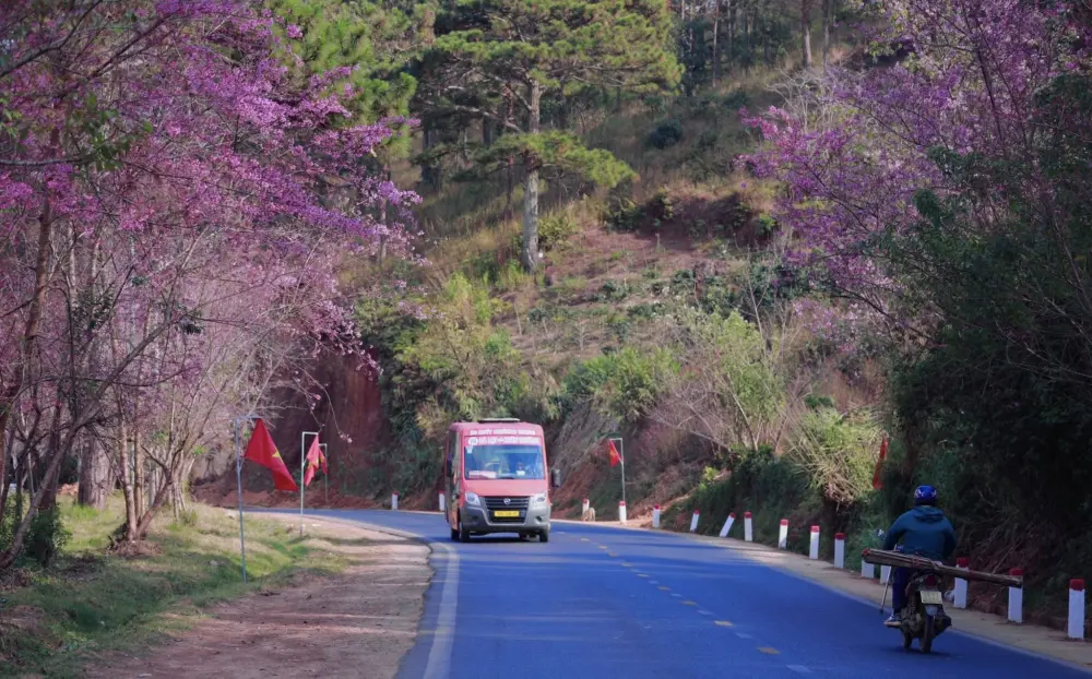 cac dia diem du kien co hoa mai anh dao no vao thang 2 tai da lat 3