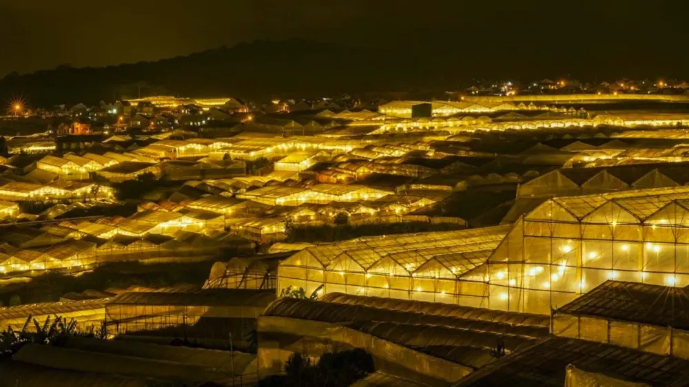cac lang hoa da lat ruc ro nhat dip tet duong di bang xe may 3