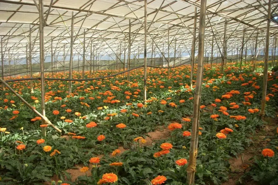 cac lang hoa da lat ruc ro nhat dip tet duong di bang xe may 4