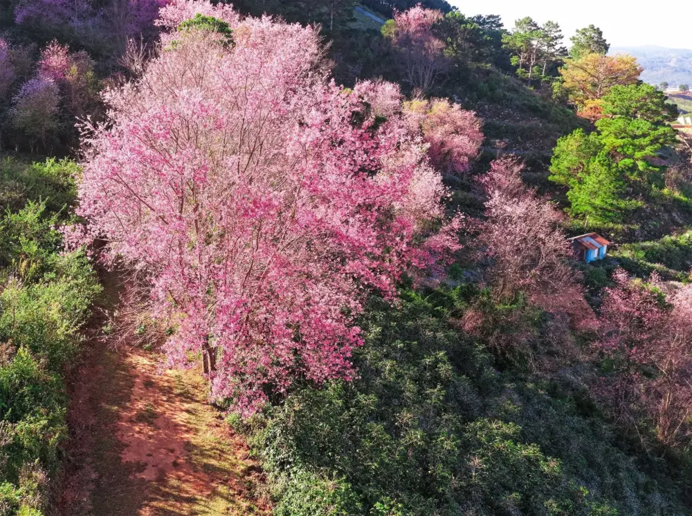 mai anh dao o mong dao nguyen no ro mua hong giua suon nui langbiang 2