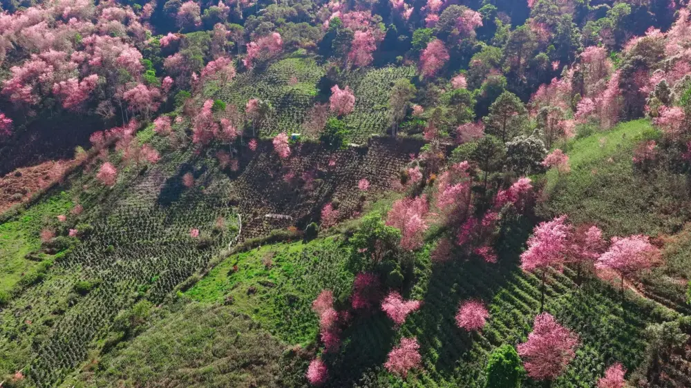 mai anh dao o mong dao nguyen no ro mua hong giua suon nui langbiang 5
