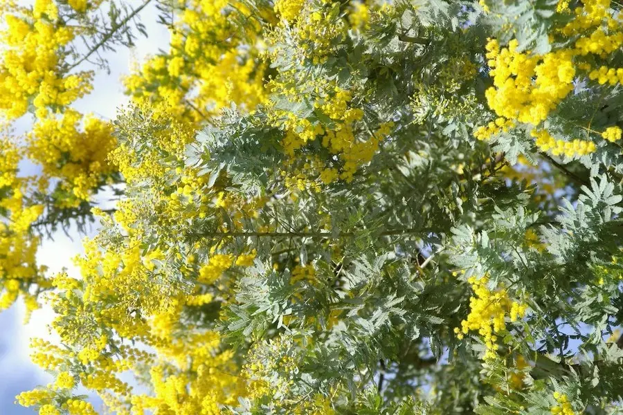 mimosa da no ro thang 1 mua vang nhe nhang bao hieu xuan ve da lat 2
