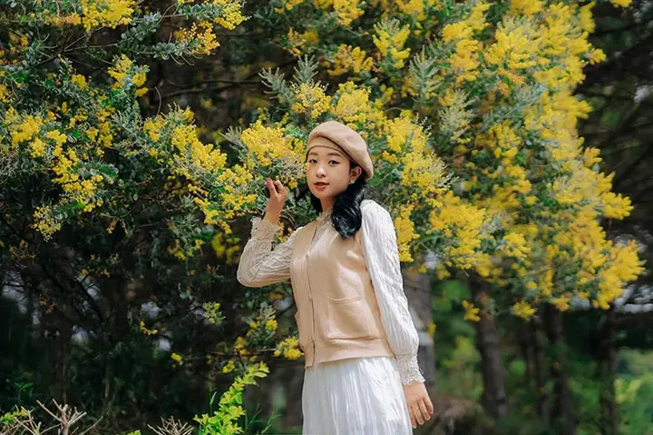 mimosa da no ro thang 1 mua vang nhe nhang bao hieu xuan ve da lat 3