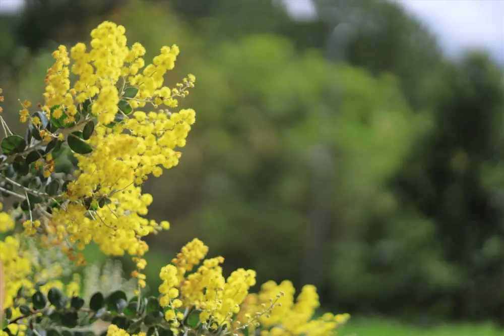 mimosa da no ro thang 1 mua vang nhe nhang bao hieu xuan ve da lat 4