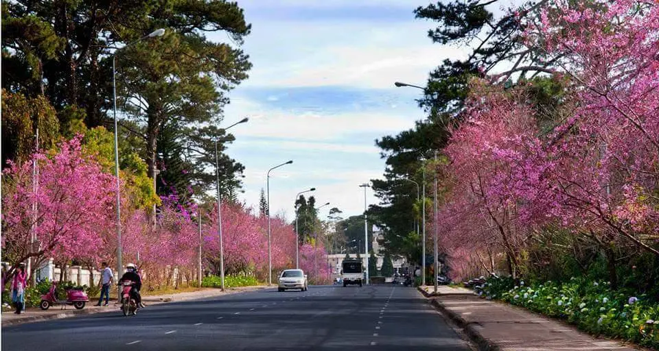 nhung con duong hoa no dep nhat da lat vao dip tet nguyen dan 1