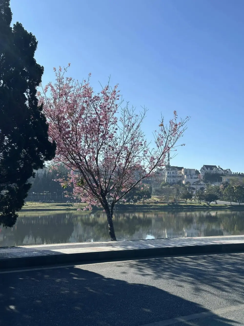 da lat sau tet co dang de di 5