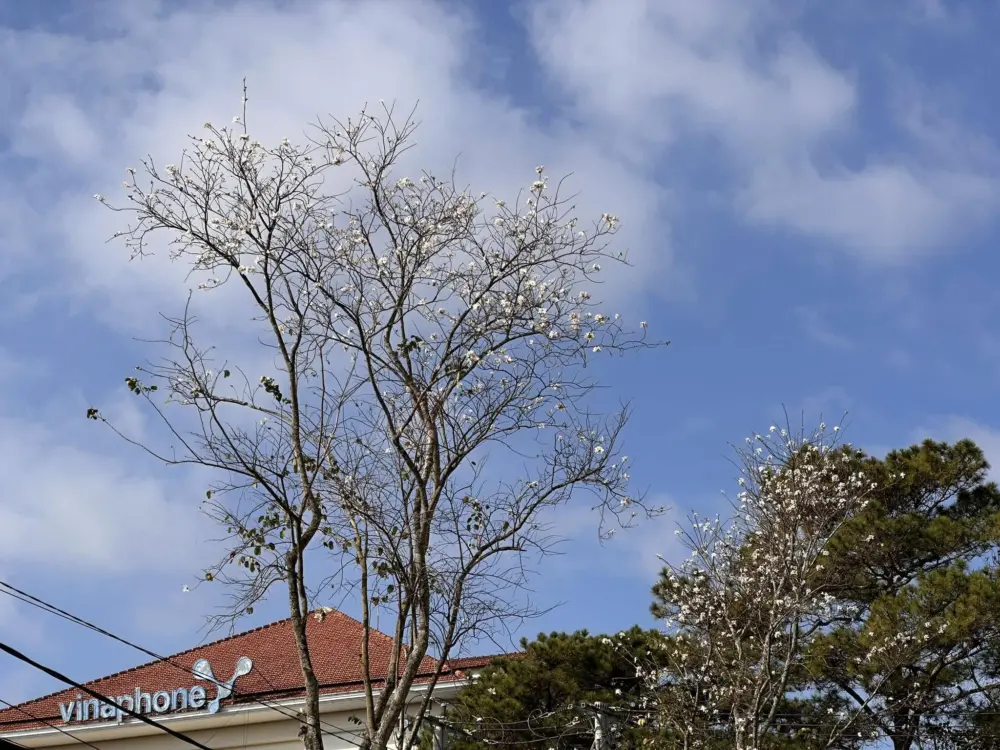 Hoa ban trắng Đà Lạt – Mùa hoa dịu dàng sau khi mai anh đào khép lại 4 mua hoa ban trang da lat 1