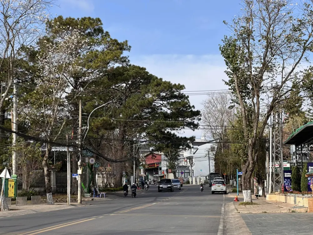 Hoa ban trắng Đà Lạt – Mùa hoa dịu dàng sau khi mai anh đào khép lại 3 mua hoa ban trang da lat 2
