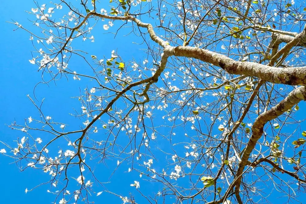 Hoa ban trắng Đà Lạt – Mùa hoa dịu dàng sau khi mai anh đào khép lại