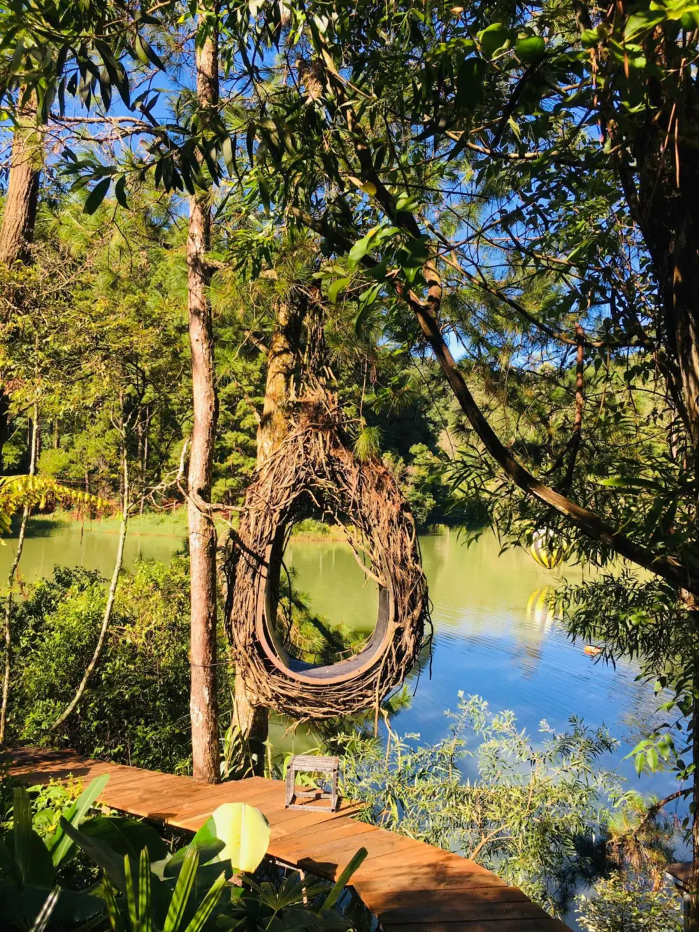 rung giao huong da lat ban nhac khong loi giua rung thong 10