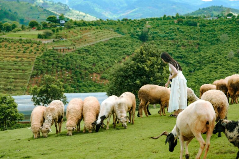 Cập nhật giá vé các nông trại tham quan động vật ở Đà Lạt (mới nhất)
