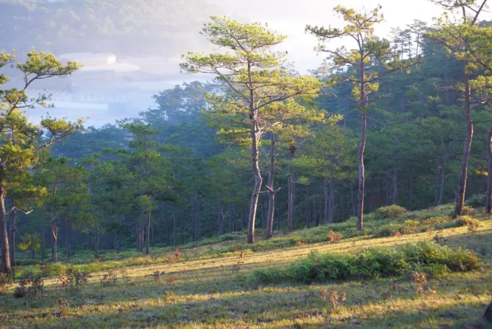 doi mang lin da lat co gi hap dan 4