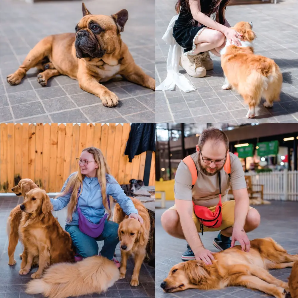 puppy farm da lat trai nghiem tron ven tu vui choi den tham quan va chup anh 10