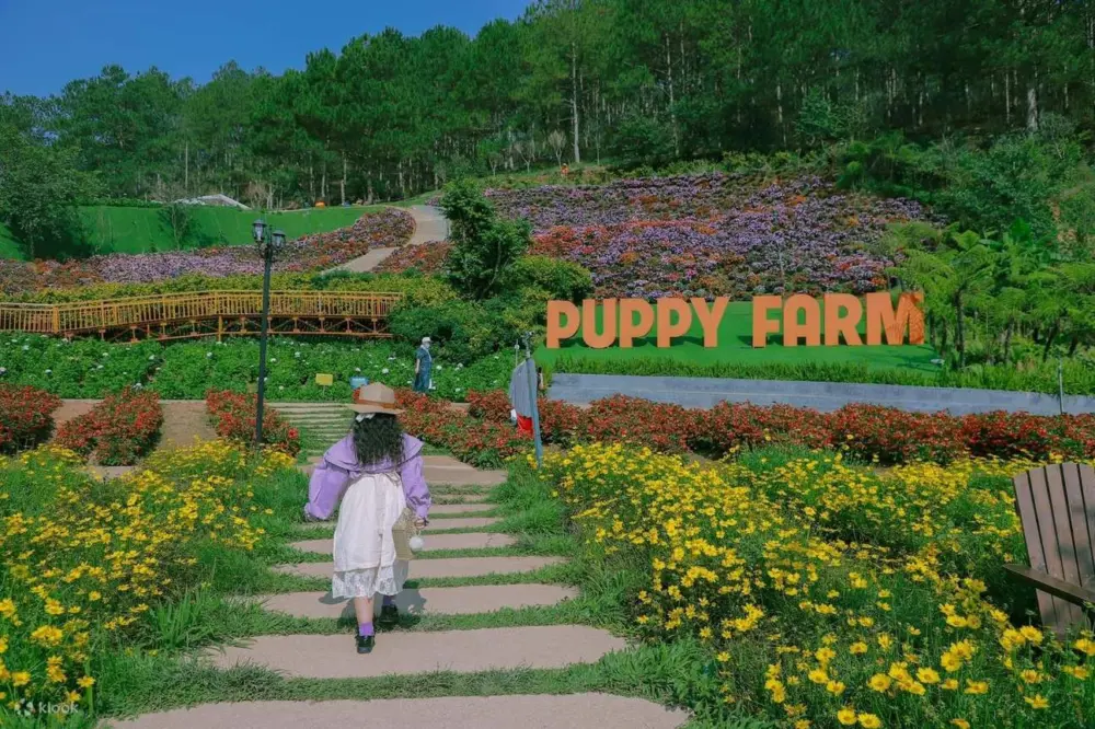 puppy farm da lat trai nghiem tron ven tu vui choi den tham quan va chup anh 15