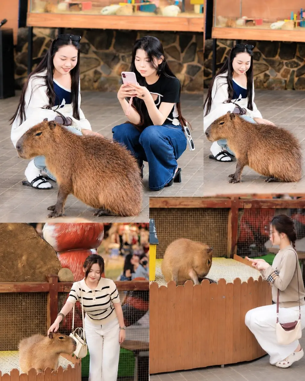 puppy farm da lat trai nghiem tron ven tu vui choi den tham quan va chup anh 4
